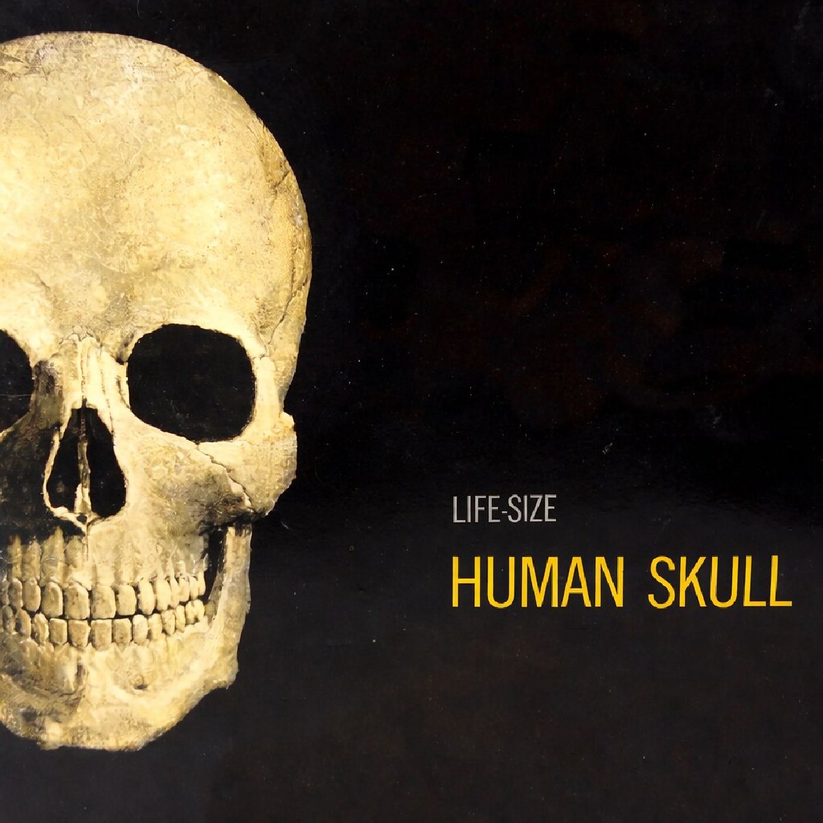 Human Skull Life-Size Anatomy Kit