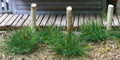 6mm Grass Tufts/Dk.Green/100pc