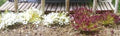 6mm Grass Tufts/White&Burgandy/100pc