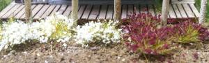 6mm Grass Tufts/White&Burgandy/100pc