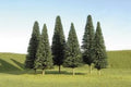 Pine Trees 5''-6''/6pc