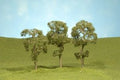 N Maple Trees 2.5''-2.75''/4pc