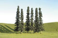 Conifer Trees 5''-6''/24pc