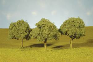 O Oak Trees 4.5''-5''/2pc