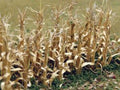 HO DRIED CORN STALKS (30/pk)