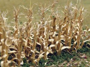 HO DRIED CORN STALKS (30/pk)