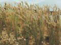 HO WHEAT 1 TALL (40/pk)