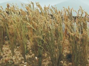 HO WHEAT 1 TALL (40/pk)