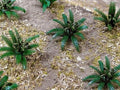 HO FERNS 5/8 WIDE (12/pk)