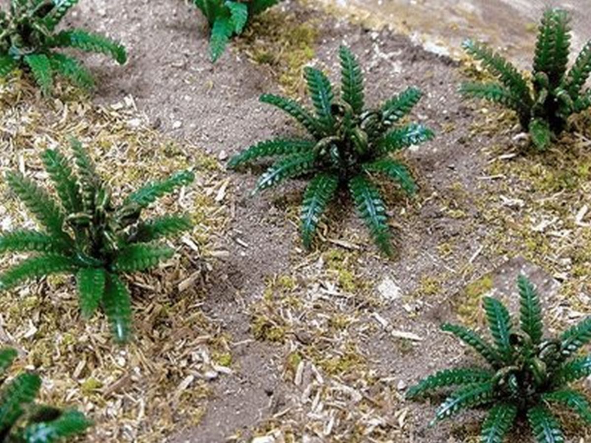 HO FERNS 5/8 WIDE (12/pk)