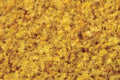 Ground Cover/Yellow Straw/coarse