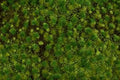 Tufted Grass Mat/Med.Green