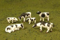 HO Cows/blk&wht/6pc