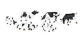 O Cows/blk&wht/6pc