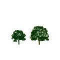 TARIFF O Walnut 5'' Premium/1pk