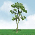 N Gum 2''-2.25'' Pro-Elite/3pk