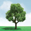 TARIFF Deciduous 3''-3.5'' Pro-Elite/2pk