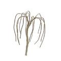 Weeping Willow 2.5''pro Armature 4/pk