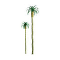 Palm 2.5'' Pro/4pk