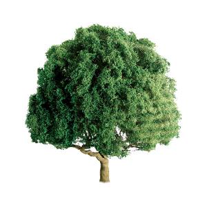 Oak 1.5'' Pro/4pk