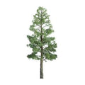 TARIFF Pine 1.5'' Pro/6pk