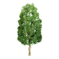Sycamore 1.5'' Pro/6pk