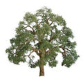 TARIFF Live Oak 3'' Pro/2pk