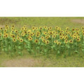 TARIFF HO Sunflowers 1''/16pk