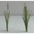 TARIFF O Cattails 1-1/2''/24pk