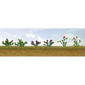 TARIFF O Flower Plants Assortment #1/10pk
