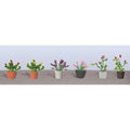 TARIFF HO Flower Plants Potted Assortment #1/6pk