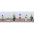 TARIFF O Flower Plants Potted Assortment #2/6pk