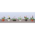 TARIFF O Flower Plants Potted Assortment #3/6pk