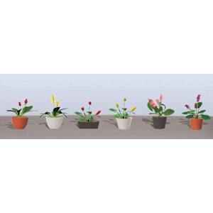 TARIFF O Flower Plants Potted Assortment #3/6pk
