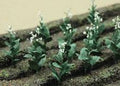 TARIFF HO Tobacco Plants/16pk