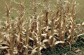 TARIFF HO Dried Corn Stalks/30pk