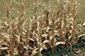 TARIFF O Dried Corn Stalks/28pk