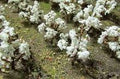 TARIFF HO Cotton Plants/40pk