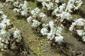 TARIFF O Cotton Plants/24pk