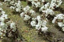 TARIFF O Cotton Plants/24pk