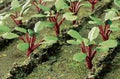TARIFF HO Rhubarb Plants/28pk
