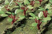 TARIFF HO Rhubarb Plants/28pk