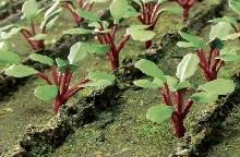 TARIFF O Rhubarb Plants/18pk