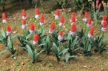 TARIFF HO Primula Vialli/32pk