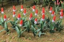TARIFF O Primula Vialli/18pk