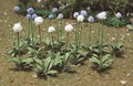 TARIFF O Allium Gigateum/18pk