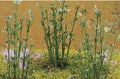 TARIFF Bamboo/12pk