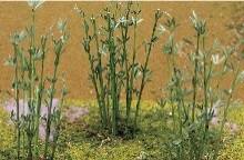 TARIFF Bamboo/12pk