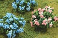TARIFF O Hydrangea/6pk