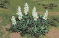 TARIFF HO Yucca/20pk